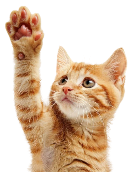 Gatinho laranja levantando a patinha